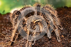 Mexican red-haired bird-eating spider. Brachypelma vagans.