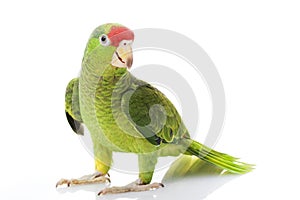 Mexican Red-headed Amazon Parrot