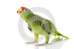 Mexican Red-headed Amazon Parrot