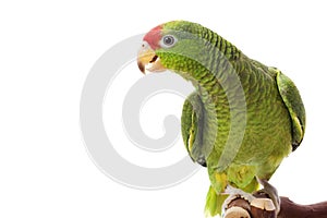 Mexican Red-headed Amazon Parrot