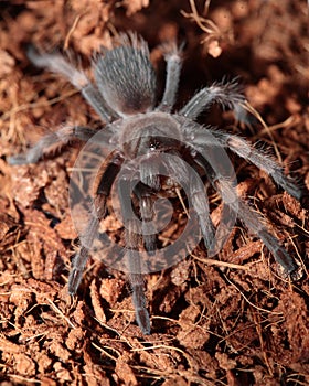 Mexican Red Knee Tarantula