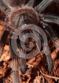 Mexican Red Knee Tarantula