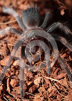 Mexican Red Knee Tarantula