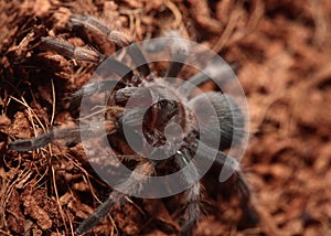 Mexican Red Knee Tarantula