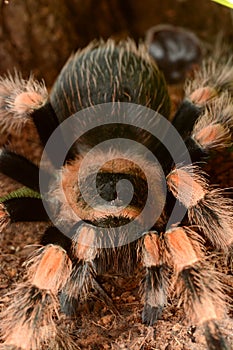 Mexican red knee tarantula (Brachypelma smithi)