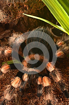 Mexican red knee tarantula (Brachypelma smithi)