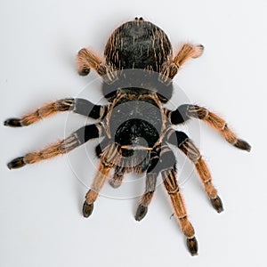 Mexican Red-kneed Tarantula view from top
