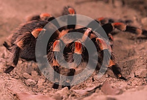 Mexican red leg tarantula