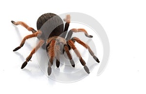 Mexican Red-legged Tarantula