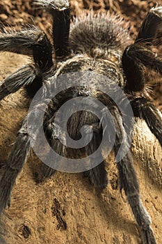 Mexican red rump tarantula, Brachypelma vagans