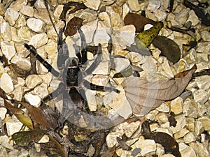 Mexican Red Rump Tarantula on Pebbles