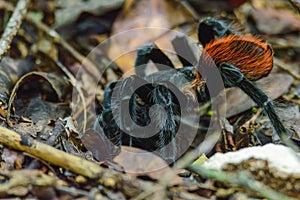 Mexican Red Rump Tarantula, Tliltocatl vagans, Outside Burrow After Rain