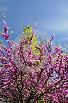 Mexican Redbud Tree Springtime Blossoms. Cercis siliquastrum