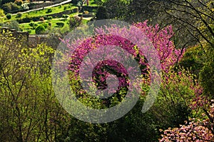 Mexican Redbud Tree Springtime Blossoms. Cercis siliquastrum photo