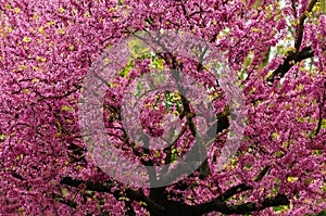 Mexican Redbud Tree Springtime Blossoms. Cercis siliquastrum photo