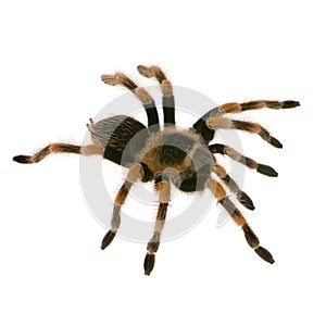 Mexican redknee tarantula