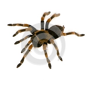 Mexican redknee tarantula