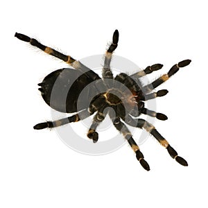 Mexican redknee tarantula