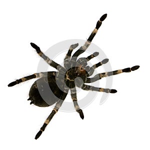 Mexican redknee tarantula