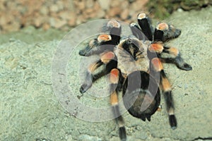 Mexican redknee tarantula