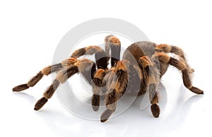 Mexican Redknee Tarantula