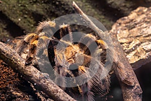 Mexican redknee tarantula brachypelma hamorii