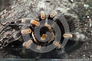 Mexican redknee tarantula (Brachypelma smithi).