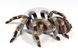 Mexican redknee tarantula Brachypelma smithi isolated on white background