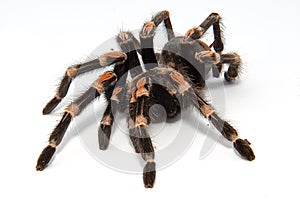 Mexican redknee tarantula Brachypelma smithi isolated on white background