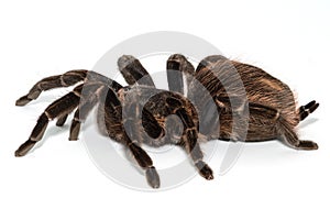 Mexican redknee tarantula Brachypelma smithi isolated on white background