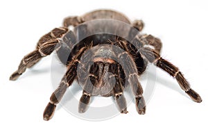 Mexican redknee tarantula Brachypelma smithi isolated on white background