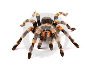 Mexican redknee tarantula Brachypelma smithi, spider female