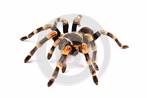 Mexican redknee tarantula Brachypelma smithi, spider female