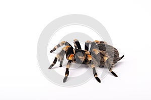 Mexican redknee tarantula female spider. Big Spider tarantula crawling. Closeup big scary brachypelma smithi.