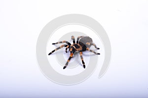 Mexican redknee tarantula female spider. Spider Tarantula brachypelma smithi on white background. Halloween concept