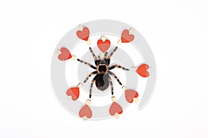 Mexican redknee tarantula female spider. Spider Tarantula brachypelma smithi on white background