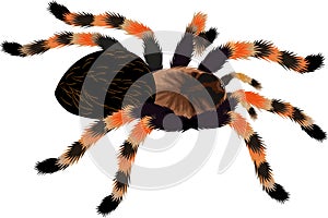 Mexican redknee tarantula illustration