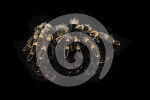 Mexican redknee tarantula