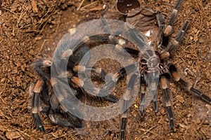 Mexican redknee tarantula shedding it`s skin, Brachypelma smithi