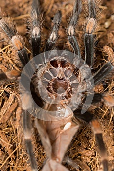 Mexican redknee tarantula shedding it`s skin, Brachypelma smithi