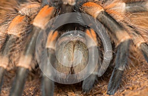 Mexican redknee tarantula shedding it`s skin, Brachypelma smithi