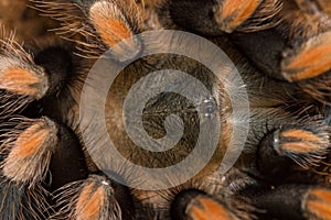 Mexican redknee tarantula shedding it`s skin, Brachypelma smithi