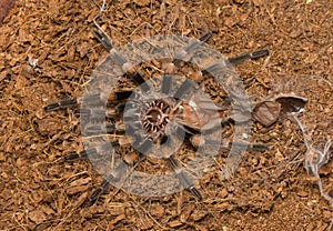 Mexican redknee tarantula shedding it`s skin, Brachypelma smithi