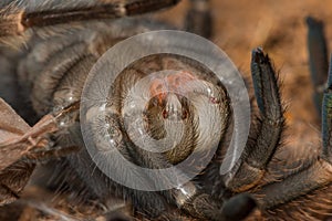 Mexican redknee tarantula shedding it`s skin, Brachypelma smithi