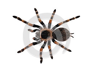Mexican Redknee tarantula on white