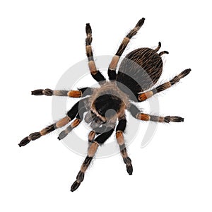 Mexican Redknee tarantula on white