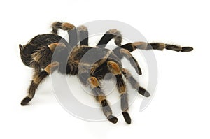 Mexican Redknee Tarantula on White