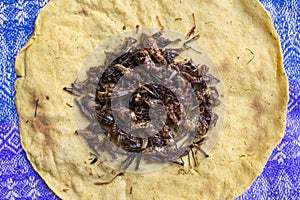 Mexican roasted grasshoppers on tortilla