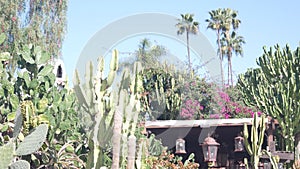 Mexican rural garden. Succulent plants, rustic ranch in California, tall cactus.