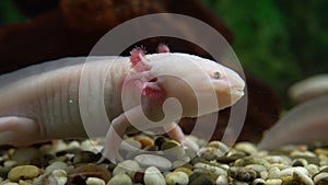 Mexican salamander Ambystoma mexicanum.